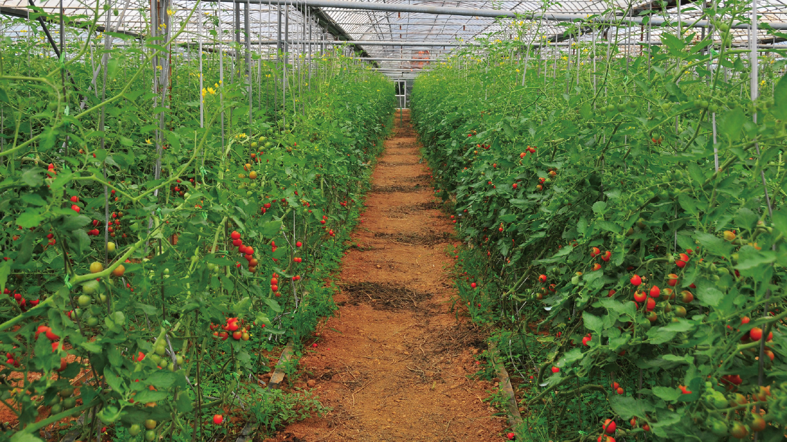 農家の手と収穫した野菜（トレーサビリティのイメージ）
