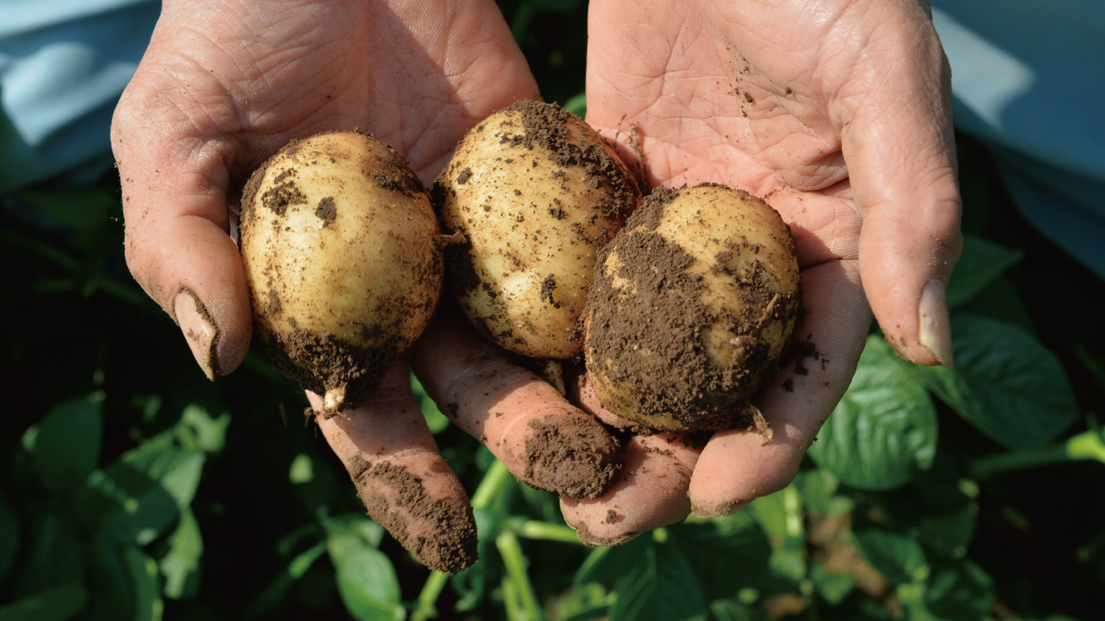 じゃがいも、馬鈴薯を手に乗せる
